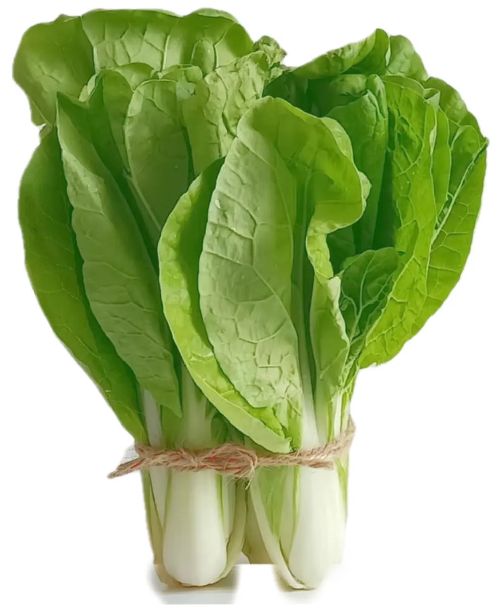 黄芽菜分级 第1张
