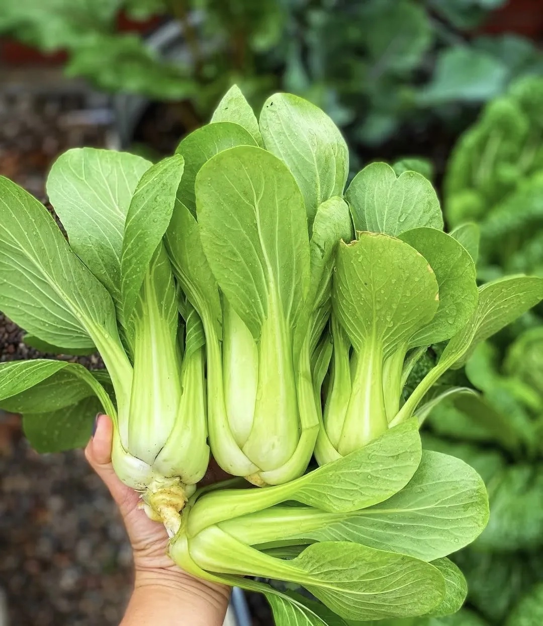 小青菜分级 第3张