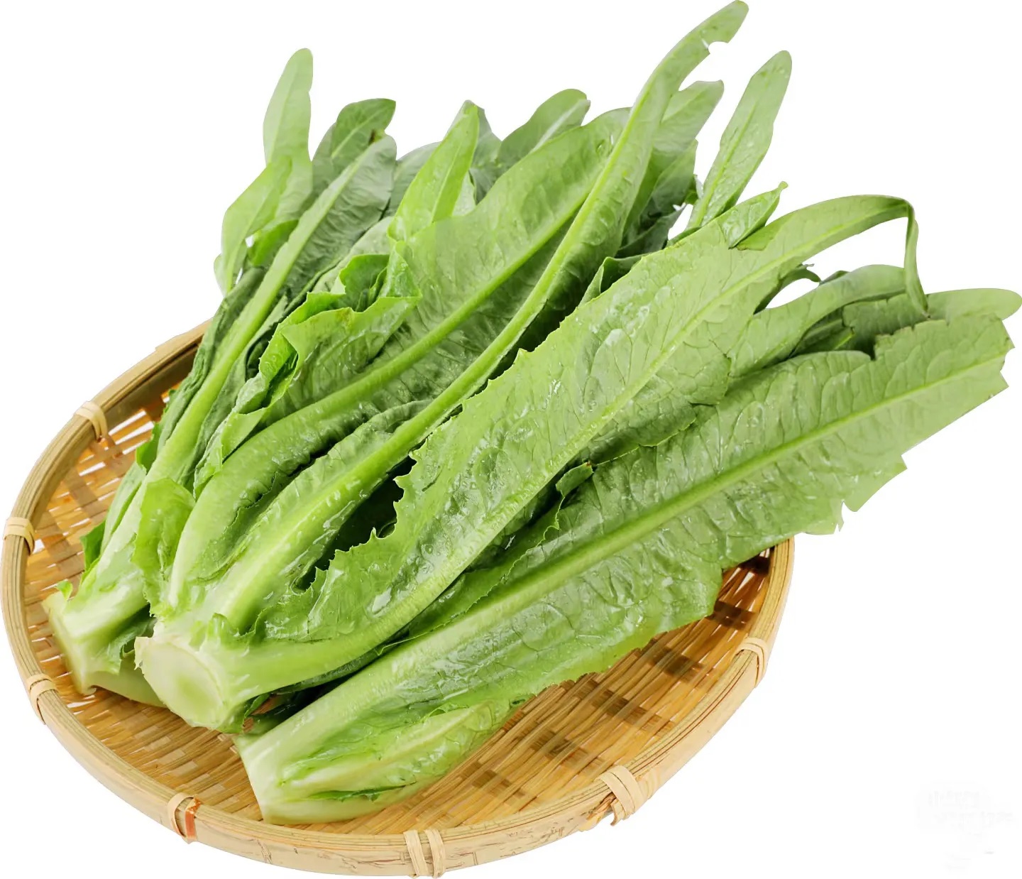 油麦菜分级 第1张