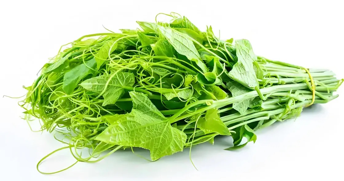 龙须菜分级 第1张
