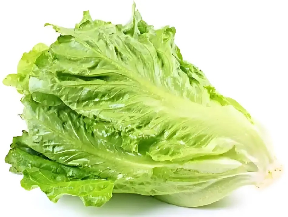 生菜分级 第3张
