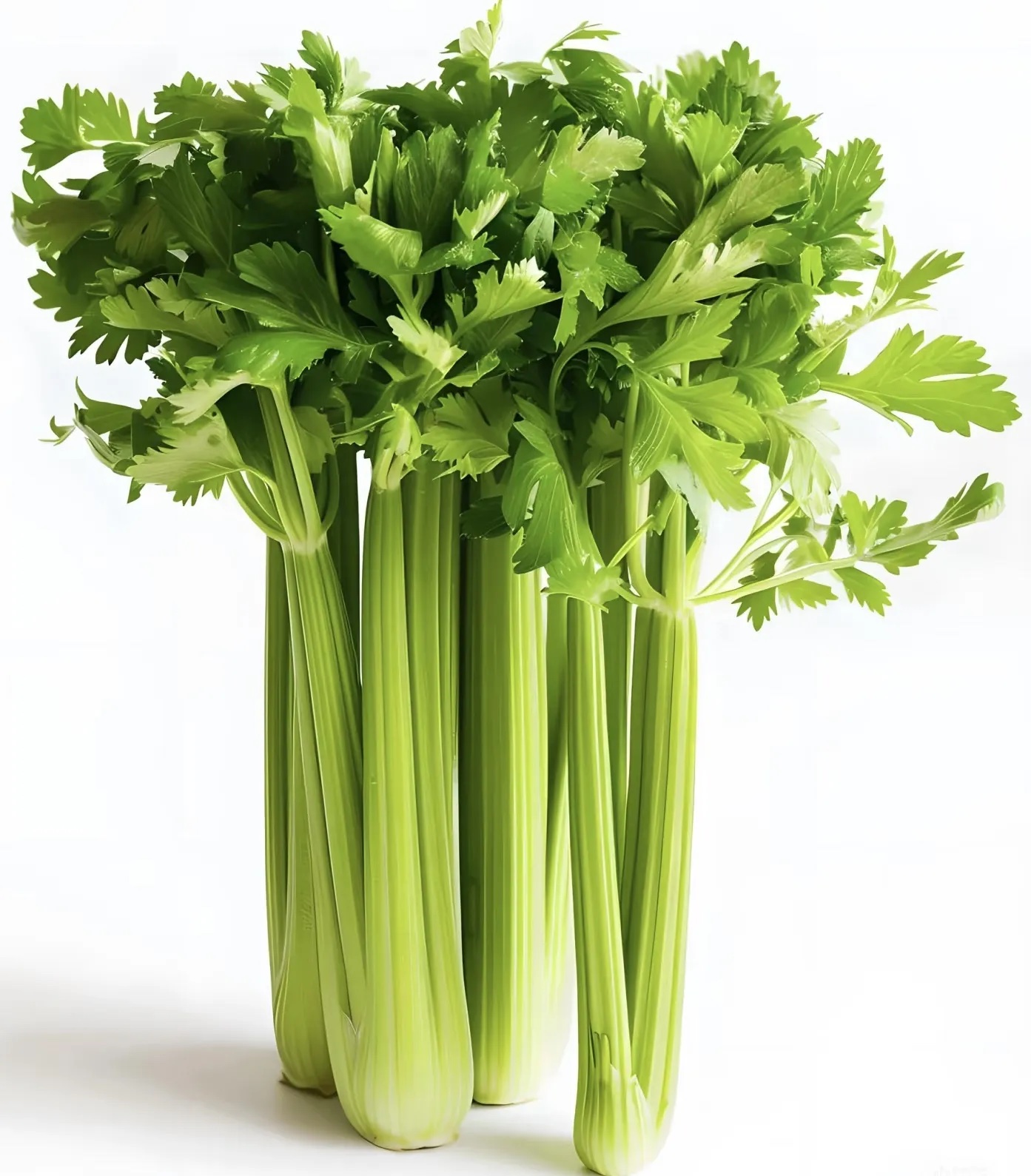 芹菜分级 第3张