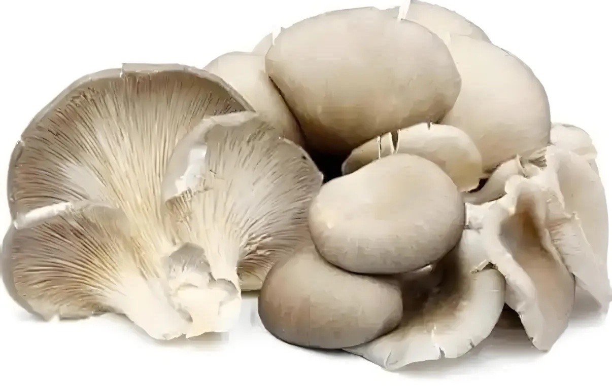 平菇分级 第1张