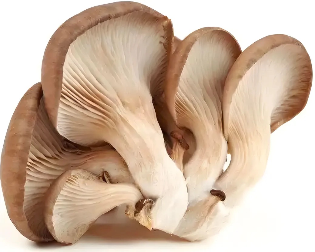 平菇分级 第2张