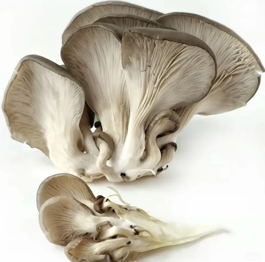 平菇分级 第3张