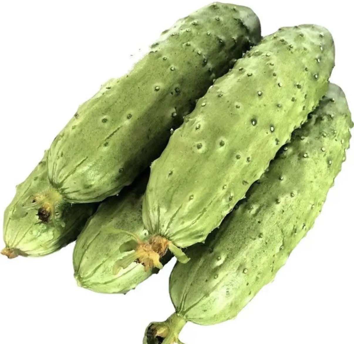 旱黄瓜 第1张