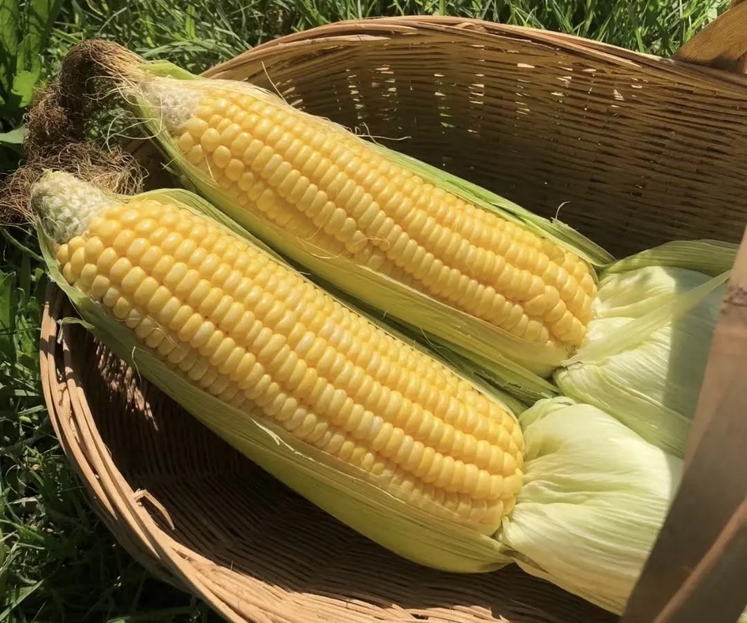 水果玉米分级 第2张