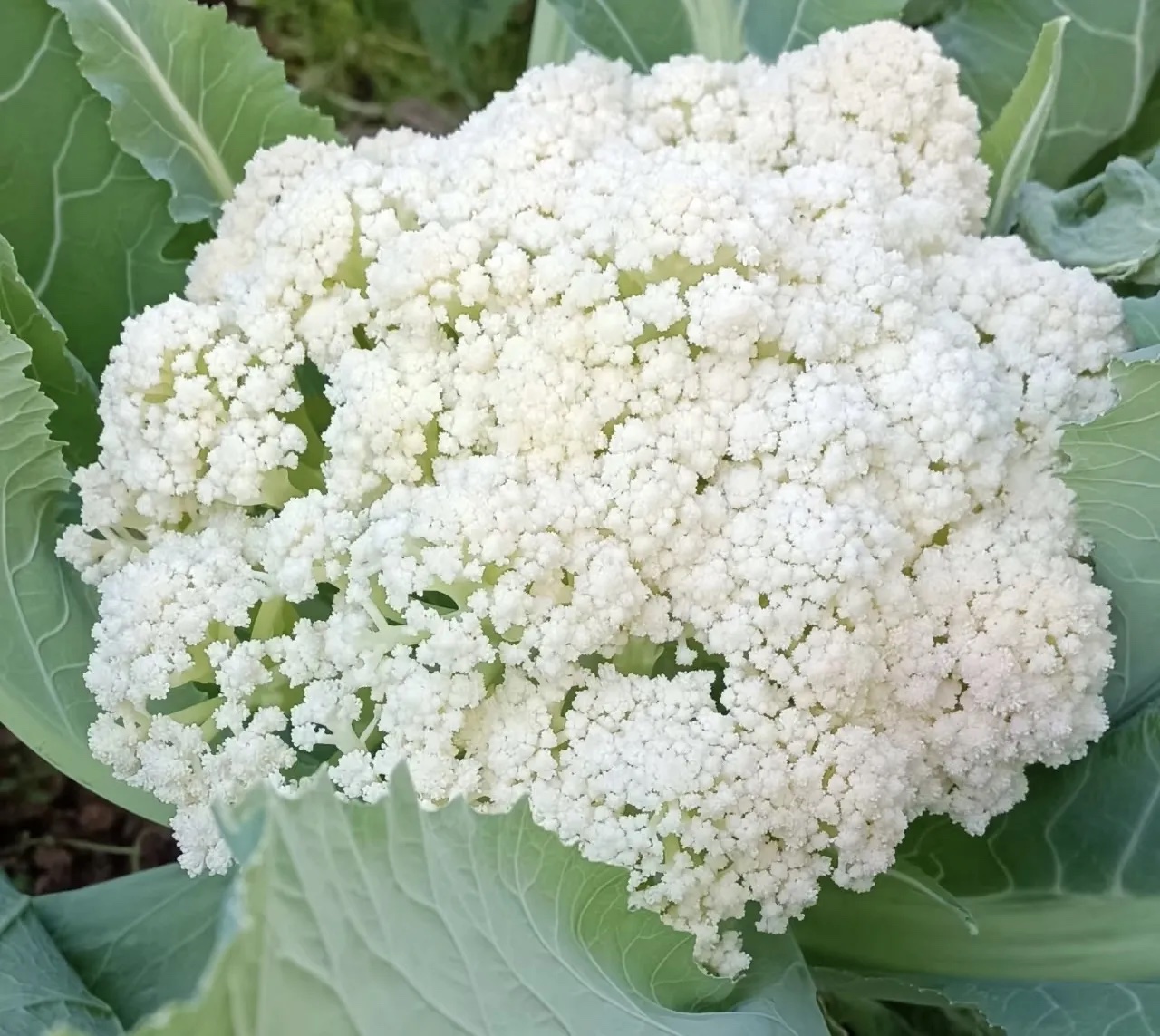 菜花分级 第4张