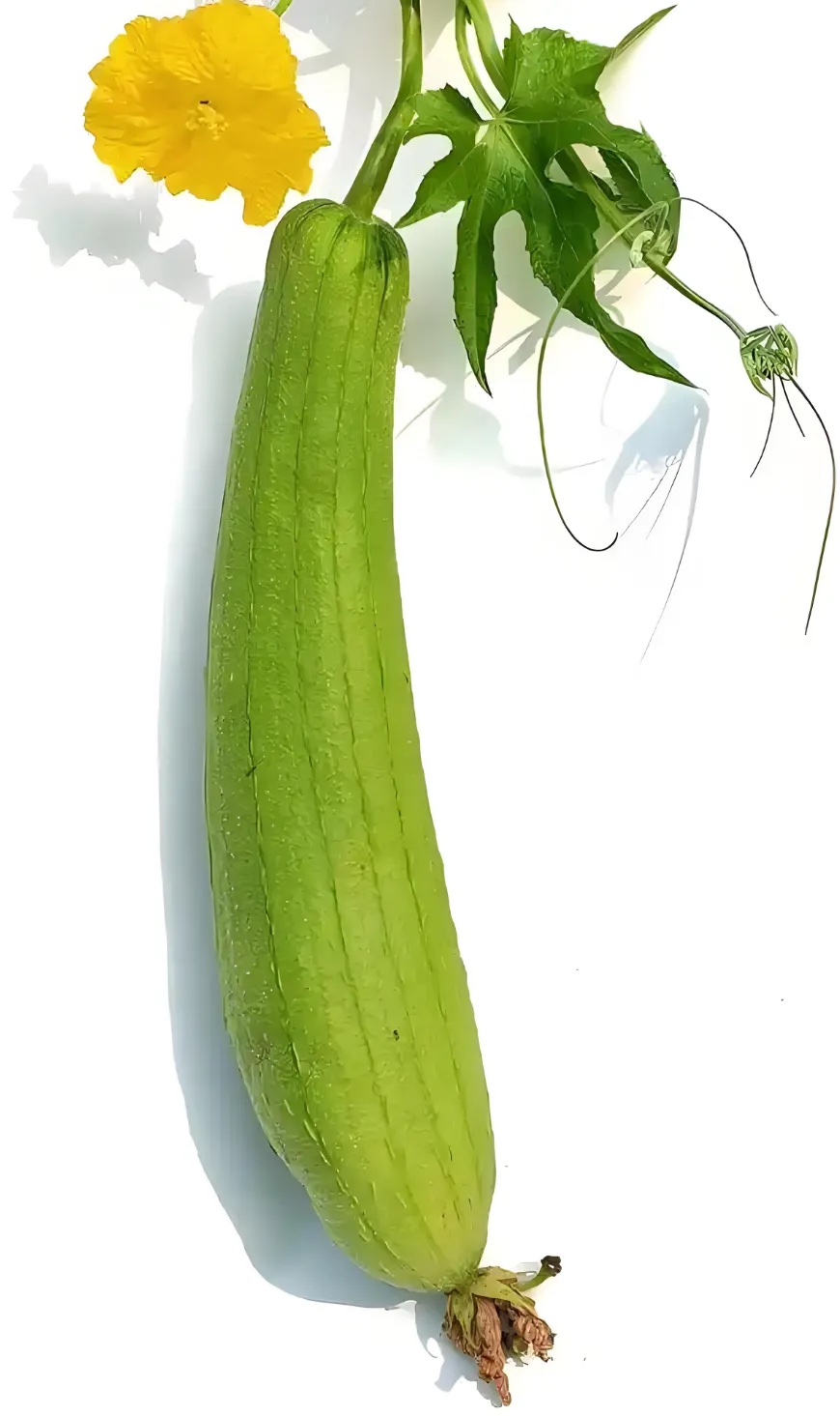 丝瓜分级 第3张