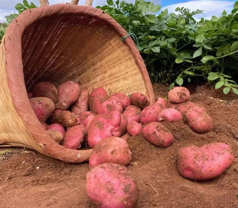 新土豆分级 第1张